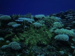 Click for image